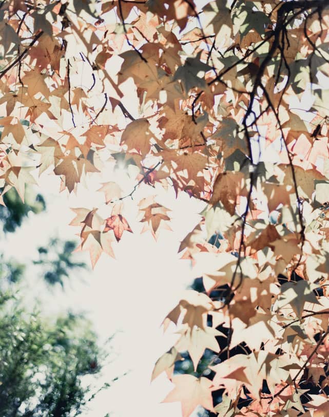 fall-leaves-on-a-tree